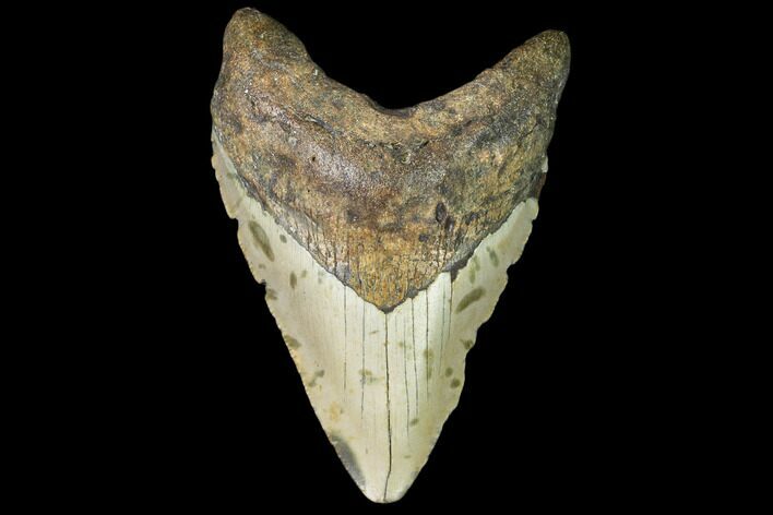 Fossil Megalodon Tooth - North Carolina #109527